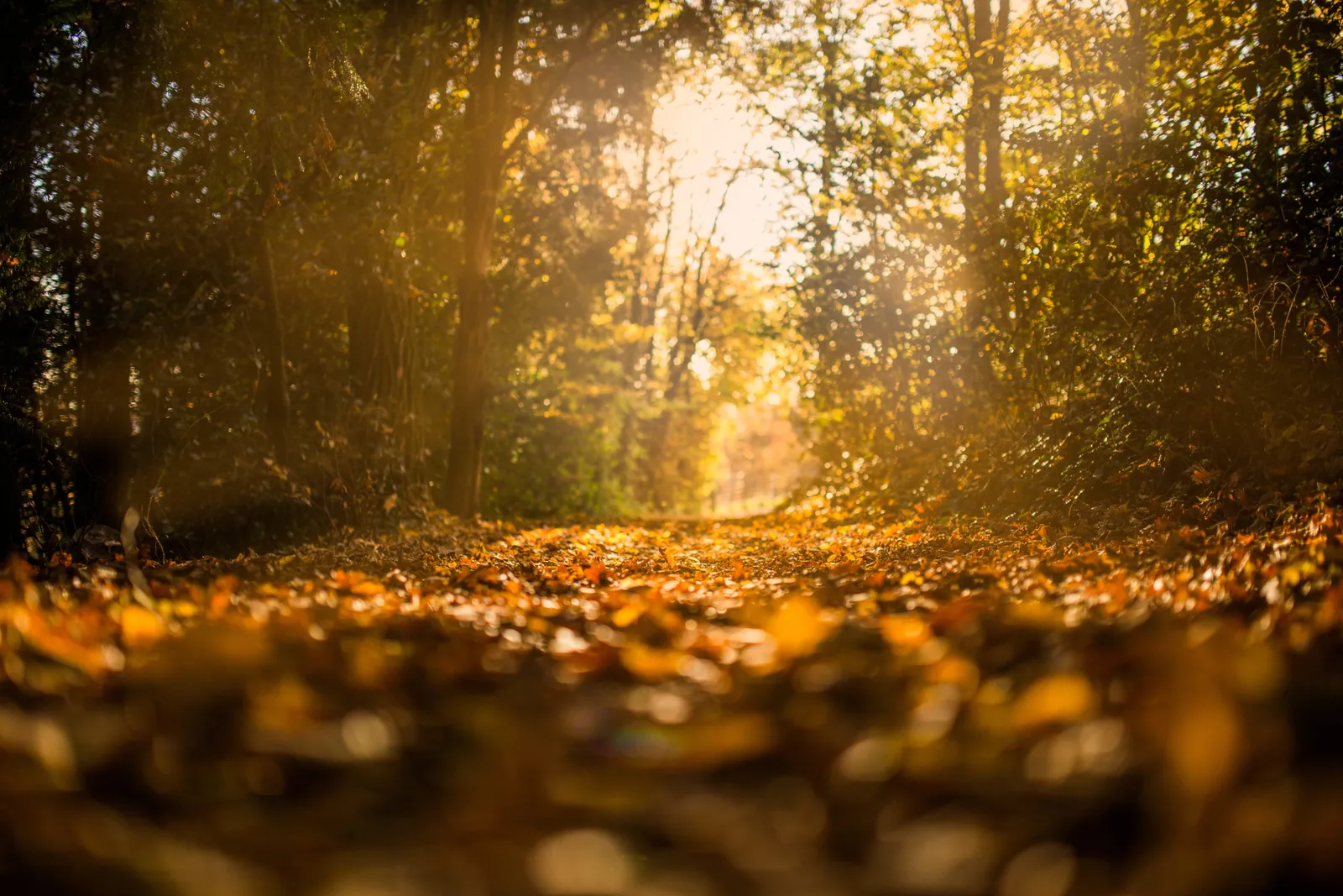 Autumn forest path with golden leaves and warm sunlight